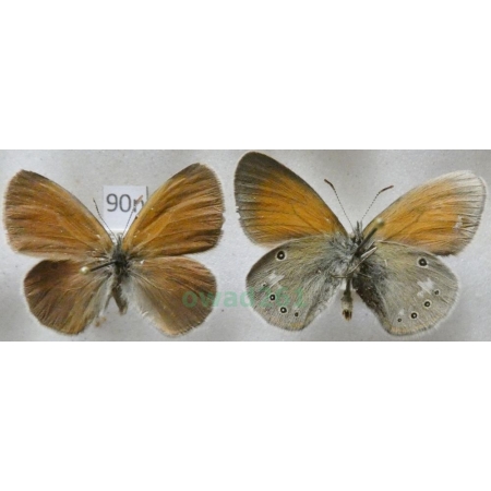 Coenonympha glycerion (Borkhausen, 1788) 2xmale Strzępotek glicerion Czech90n